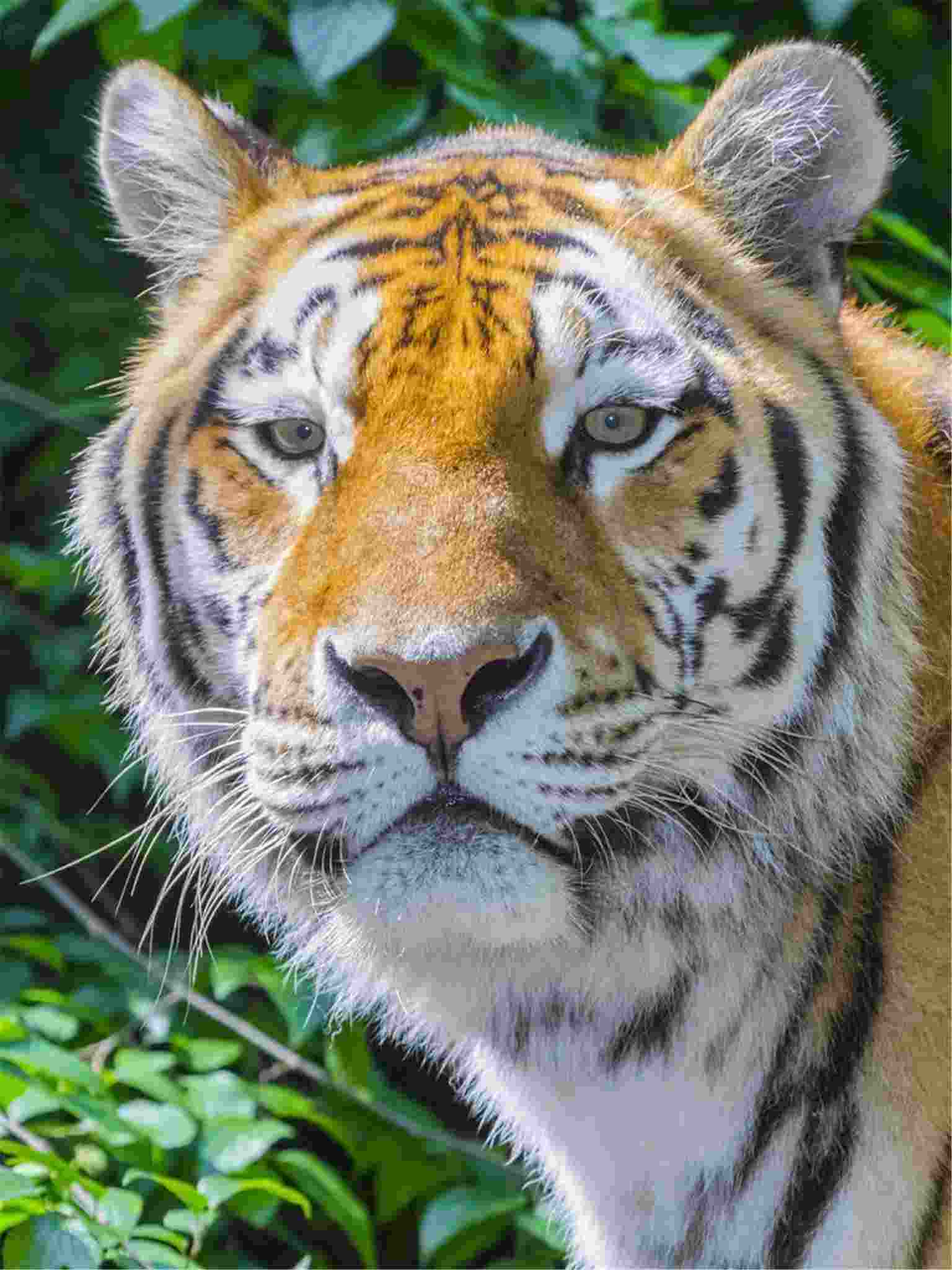 属虎的人和什么属什么最配:属虎的和什么属相最配