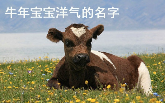 牛年宝乳名大全集：牛宝宝最火乳名