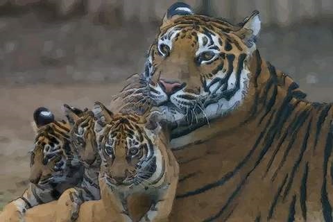 属虎的和属虎的合财吗：属狗人和属虎人结合财运怎么样