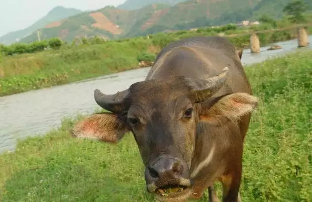 属狗和属牛婚配怎么样:属狗的和属牛相配吗?