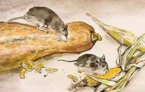 96年属鼠人注定的婚姻男：96年属鼠一生命运势