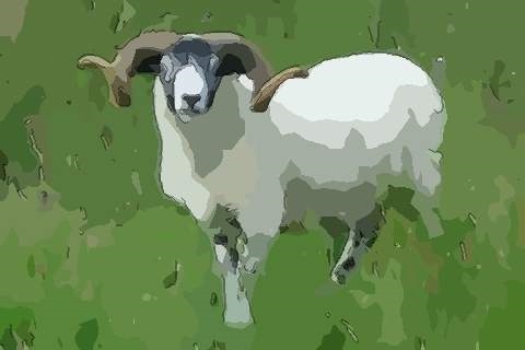 81年运势：年属年运势及运程每月运程