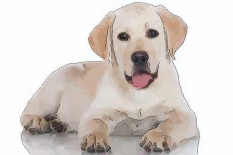 1、27岁狗配什么婚姻好:属狗的和属什么的结婚好