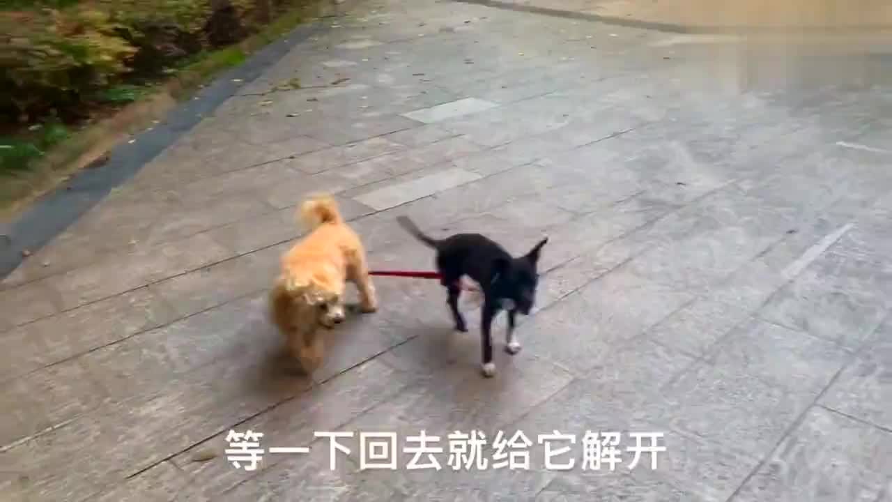 1、27岁狗配什么婚姻好:属狗的人和什么属相相配