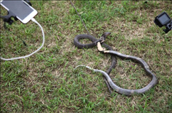 1、男虎女蛇能过一生吗:男属虎，女属蛇的婚姻能长久吗？