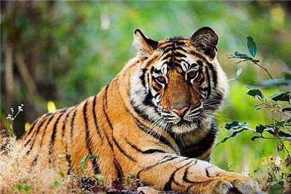 1、男虎女蛇真的不能在一起吗:男虎女蛇能在一起吗?