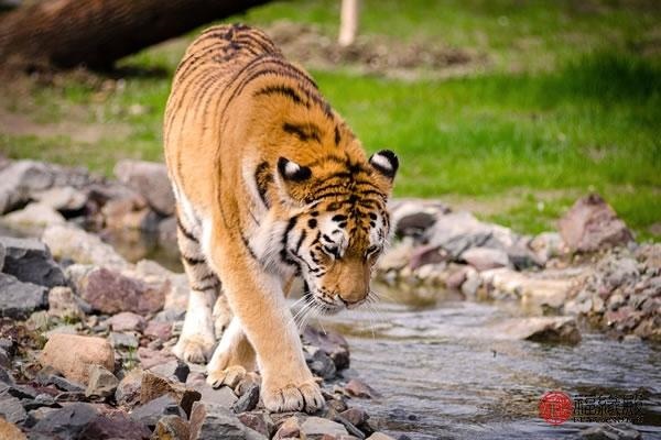 4年属虎的男人，74属虎男性格特点及脾气"