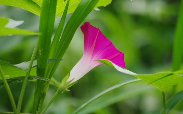 戊寅日柱女命事业，戊寅日男命就是渣男