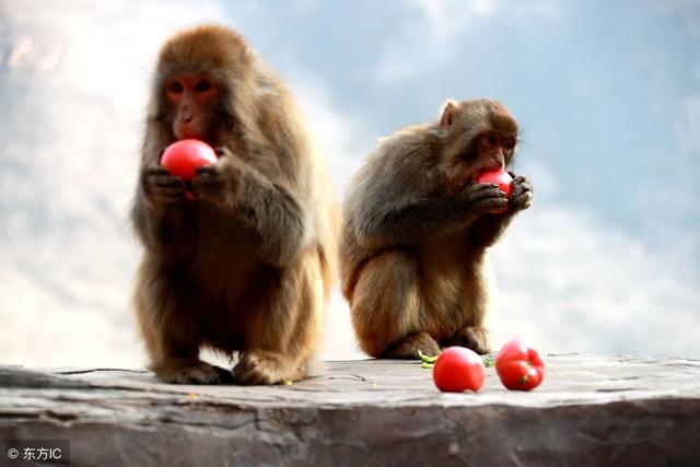 8年属猴的命运，69年属鸡女的今年的运气"