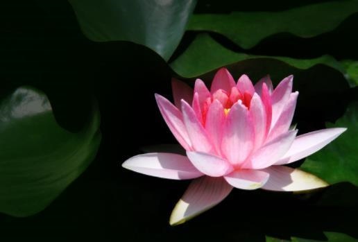 婚姻缘分是先天命定的吗,婚姻天注定半点不由人