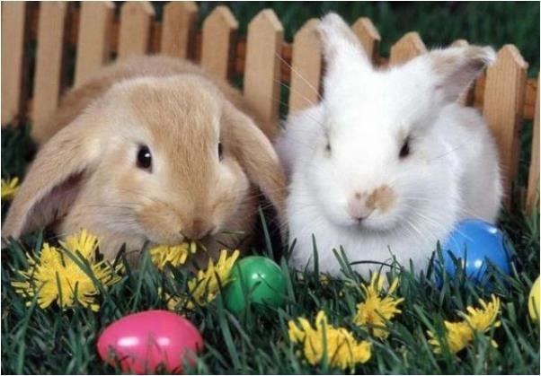 023年属兔的是什么命,2023年属兔的是什么命五行"