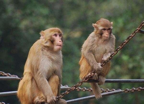 属猴的和属虎的,属猴和属虎的合不合