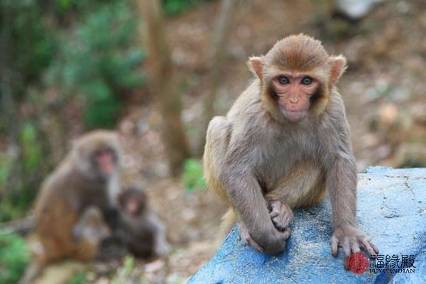 7兔男和92猴女的姻缘,87属兔一生有几次婚姻"