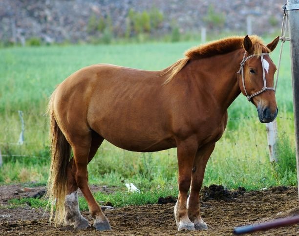 属马人2022 年下半年运势，1978年属马人2022 年下半年运势