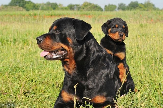 丙午日出生月份看富贵,详解丙午日出生月份