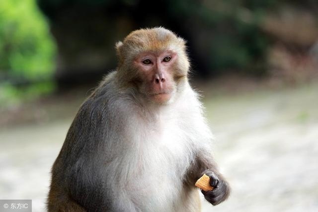 980年属猴人未来10年运势，1980年属猴未来5年运势"