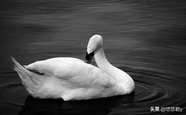 0属猴用微信头像招财，招财猴子微信头像图片"