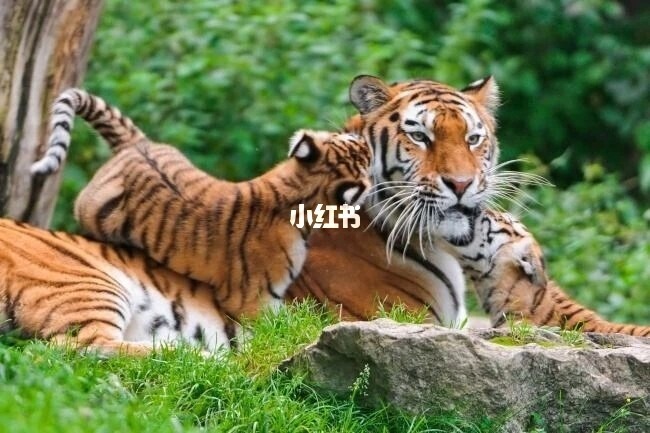 4年虎今天财运怎么样,2022