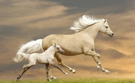 属马几月份出生的更好最旺，属马一月份出生是什么命