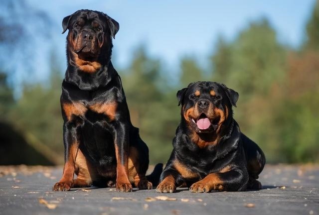 987年兔寿命断，87年属兔34岁有一劫2022"