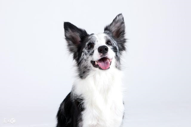 982年的狗运势如何,1982年属相狗的运势"