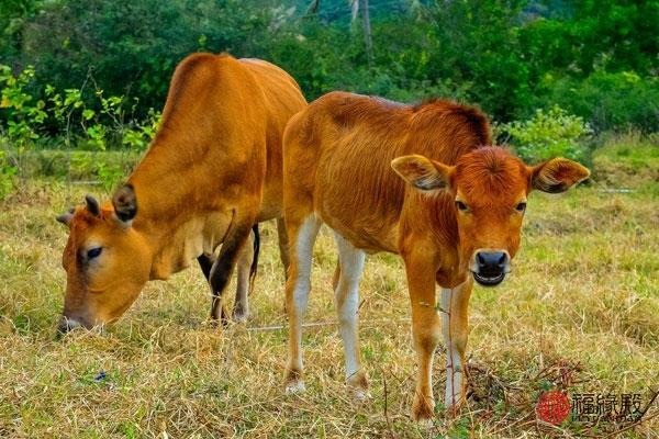 5牛女和87兔男相配婚姻如何,1985属牛女和1989蛇"