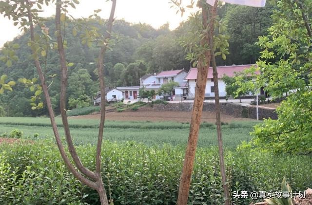 生辰八字算婚期计算器下载，免费测八字选结婚日子