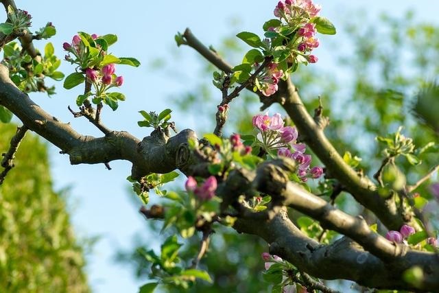 022年属狗女财运,属狗的在2022年怎么样"