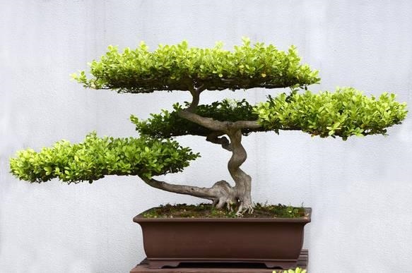 八字木旺的人特征，八字火旺的人特征