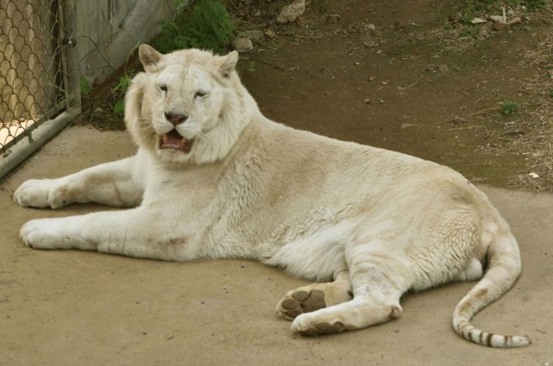 8年女属虎婚姻早迟,1998年属虎的更佳配偶"