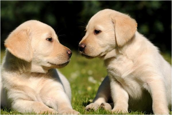 970年狗二次婚姻如何,1970年的狗婚姻一生有几次"