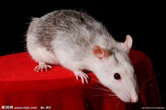 老鼠跟什么属相旺，鼠生肖与什么生肖相旺