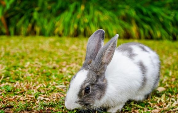 一九七五年属兔什么命运，属兔出生时辰与命运