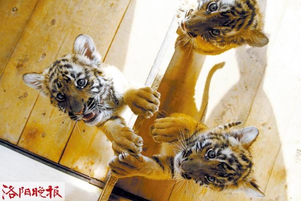 022二月出生的虎宝宝乳名,2022