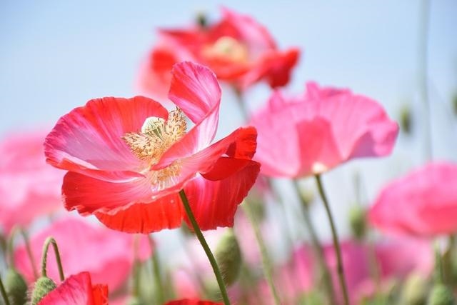 022年属狗女财运,属狗的在2022年怎么样"