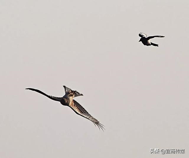 公元丙辰年是公元多少年，丙辰年是什么龙