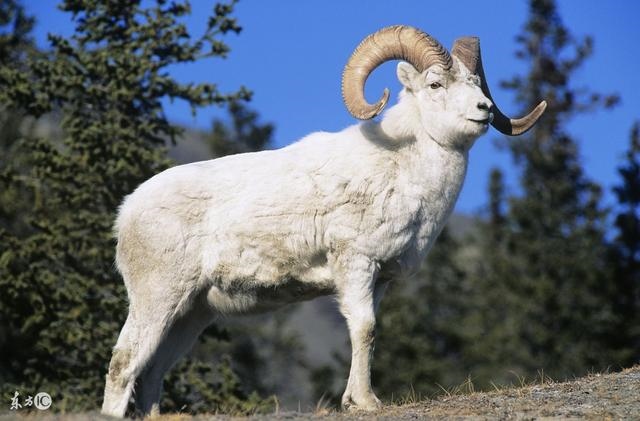 生肖羊明年运势，属羊人2022年怎么样