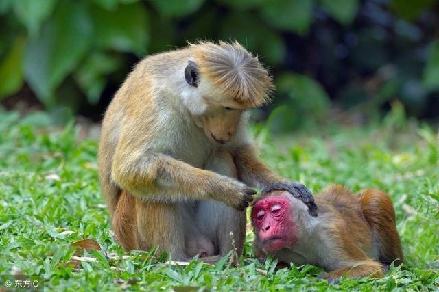 属猴人一生有几次劫难,农历生日看一生命运