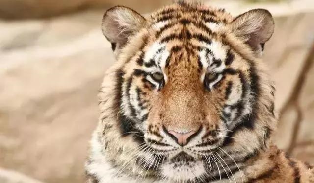 4年的虎什么时候运气才会好,1974年属虎的十年大运"