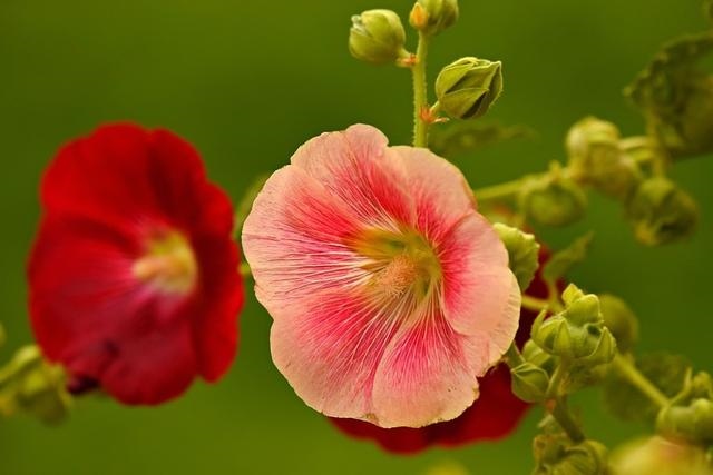 白羊座今年下半年的运势怎么样，白羊座今年运势2022 女