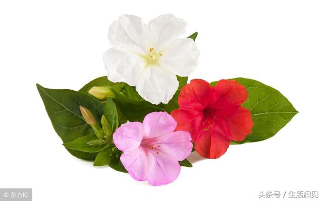 怎么看命好不好，怎么查自己的面相