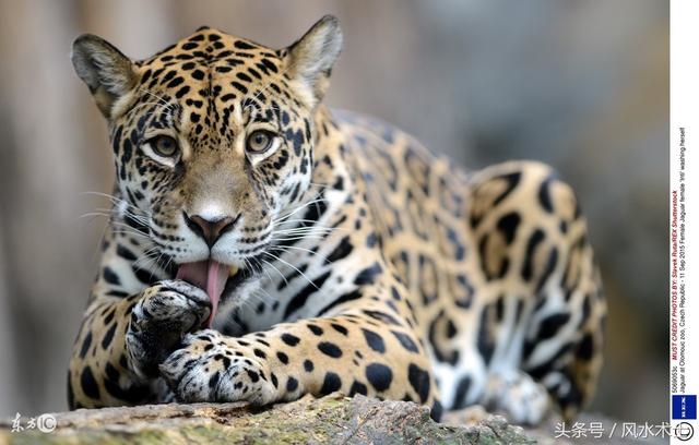 6年虎女一生命运，86虎女2022