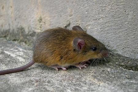 属鼠的6合贵人,生肖戴三合好还是6合好