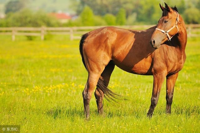990年属马30岁运气，90年属马31岁以后财运"