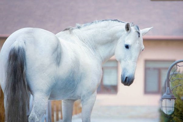 0年属马的是什么命，90年属马31岁以后财运"