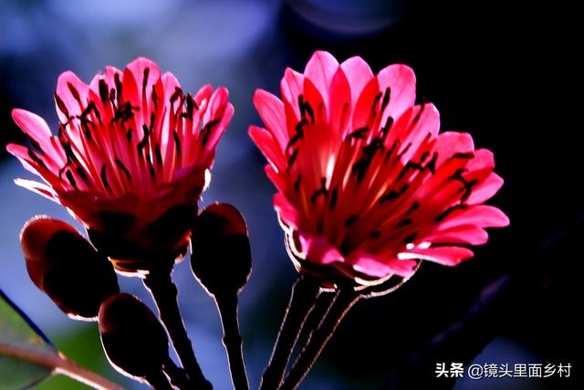 991年5月20日农历算命，1990年10月26日八字算命"