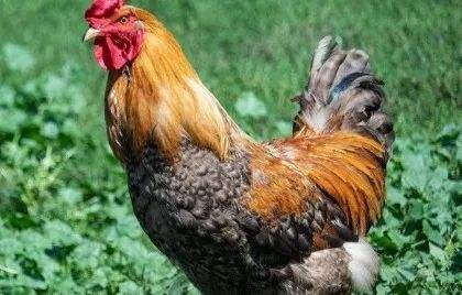 属鸡女一生有几次婚姻，81年属鸡男一生感情