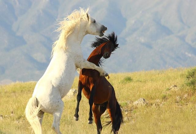 6年7月属马人的命运，1966年属马的晚年命运"