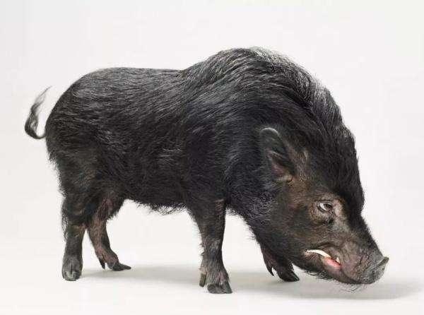 几月份的蛇与猪不相冲，男猪女蛇适合做夫妻吗