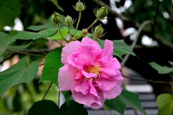 998年农历3月2O是属什么，1998年3月初二是什么命"